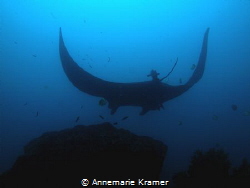 A large population of Manta Rays has been documented to r... by Annemarie Kramer 